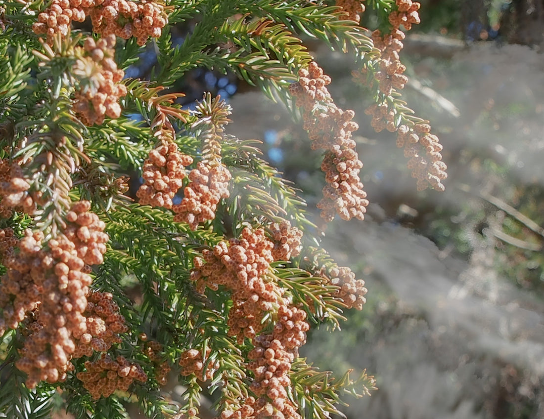 【2026年・春の花粉対策】肌のピリピリ、赤み、かゆみに。敏感な時期を乗り切る「バリア補給」のスキンケア。